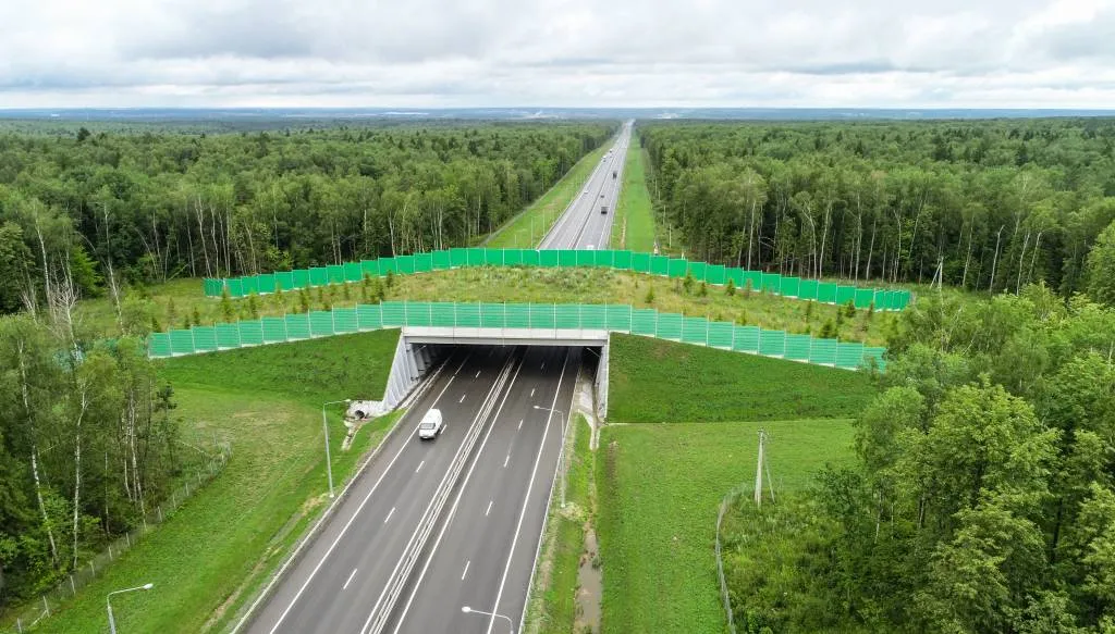 Смоленск, дорога, движение, автомобиль, экопереход, дикие животные